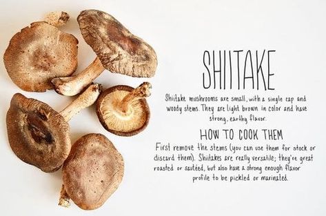 Different Mushrooms and How to Cook Them Making Mushrooms, Cauliflower Couscous, Michelin Chef, Mushroom Varieties, Mushroom Growing, Shitake Mushroom, Cooking Photos, How To Cook Mushrooms, Edible Mushrooms