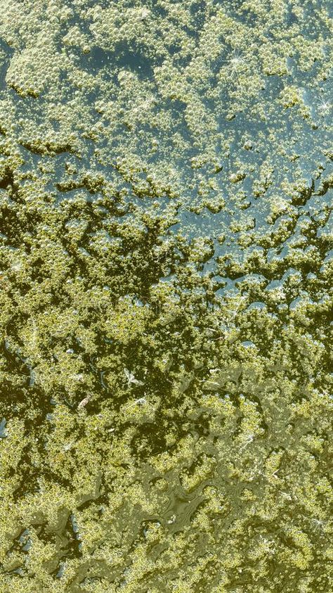 Texture of green water in a swamp close-up stock photo Camouflage In Nature, Swamp Texture, Decay Textiles, Pond Rocks, Water Erosion, Swamp Water, Ocean Texture, Water Texture, 2024 Art