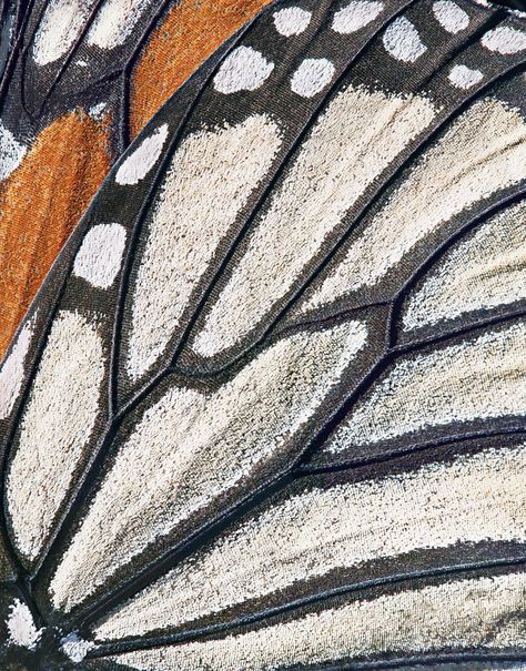 Endangered - Tim Flach Butterfly Zoomed In, Butterfly Texture, Foto Macro, Catty Noir, New Architecture, Nature Artists, Organic Pattern, Insect Art, Endangered Animals