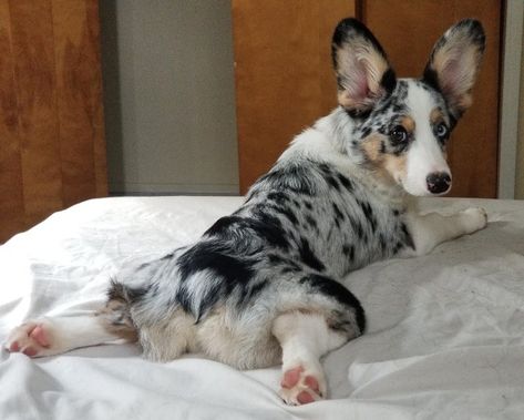 Corgi Mixed With Australian Shepherd, Corgi Australian Shepherd, Corgi Mix Puppies, Blue Merle Corgi, Merle Corgi, Animal Tatoos, Cowboy Corgi, Corgi Stuff, Every Dog Breed