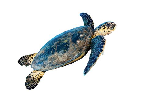 Hawksbill sea turtle. (Eretmochelys imbricata), isolated on white background , #Sponsored, #turtle, #Eretmochelys, #Hawksbill, #sea, #white #ad Turtle White Background, Hawksbill Sea Turtle, White Stock, Sea Turtle, Stock Photography, Egypt, White Background, Photo Image, Stock Photos