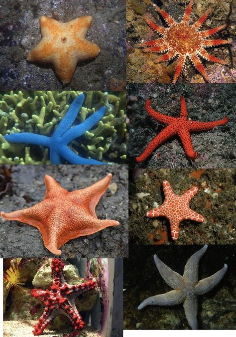 Starfish Species, Lost Ocean, Coral Art, Stella Marina, Beautiful Sea Creatures, Coloring Inspiration, Star Fish, Patrick Star, Deep Blue Sea