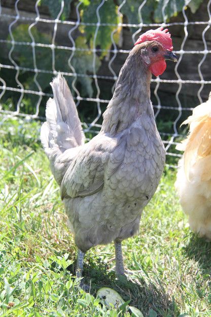 The Old Fashioned Way: The Basics of Poultry Keeping - Top Five Things Every Chicken Owner Should Know Lavender Orpington Chickens, Lavender Orpington, Lavender Chicken, Chicken Supplies, Buff Orpington, Easter Eggers, Blue Chicken, Chicken Owner, Dust Bath