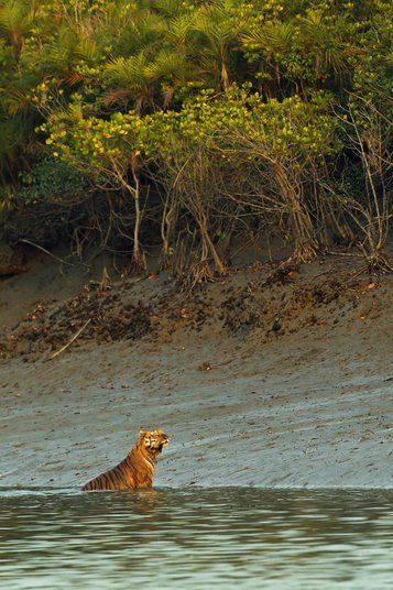 Sundarbans Forest, Tiger Habitat, Brahmaputra River, Forest Department, Endangered Wildlife, Human Settlement, Mangrove Forest, Bengal Tiger, Unesco World Heritage