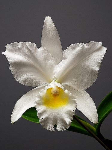 Flowers Reference, Orchid Cattleya, Cattleya Orchids, Orchid Photo, Cattleya Orchid, Growing Orchids, Exotic Orchids, Orchid Flowers, Unusual Flowers