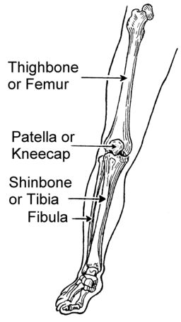 Pigeon Toed, Toe Exercises, Medicine Anatomy, Arm Anatomy, Pregnancy Massage, Drawing Legs, Trigger Point, Hot Stones, Medical Terms