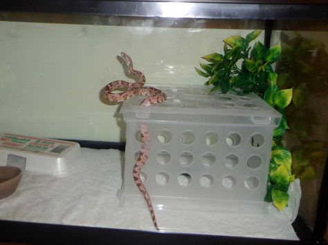 Better than a climbing branch! I came up with this idea out of a dollar store for a snake quarantine terrarium. It's easy to clean/sanitize, perfectly balanced so it won't topple, and the whole thi... Snake Enrichment Ideas, Diy Snake Hide, Reptile Enrichment, Snake Enrichment, Snake Room, Milk Crates Diy, Zoo Enrichment, Ball Python Care, Snake Care