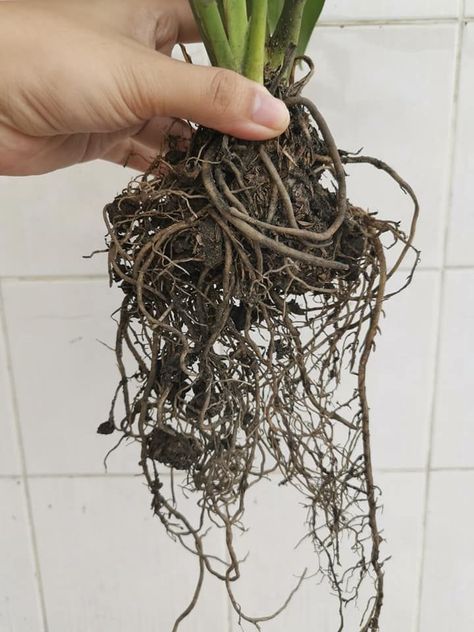 Root Rot in Peace Lily Peace Lily Care, Peace Lillies, Lily Care, Brown Tips, Peace Lilies, Peace Lily Plant, Root Rot, Drainage System, Lily Plants