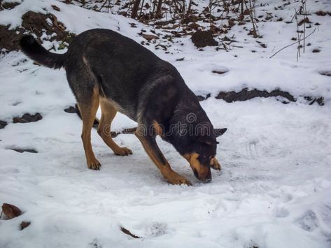 Brown and black dog is sniffing the ground covered in freshly fallen snow in a forested area. royalty free stock image Dog Sniffing, Nature Hunt, Snow Forest, Nature Images, Ground Cover, Black Dog, Big Dogs, Ecology, Stock Images Free