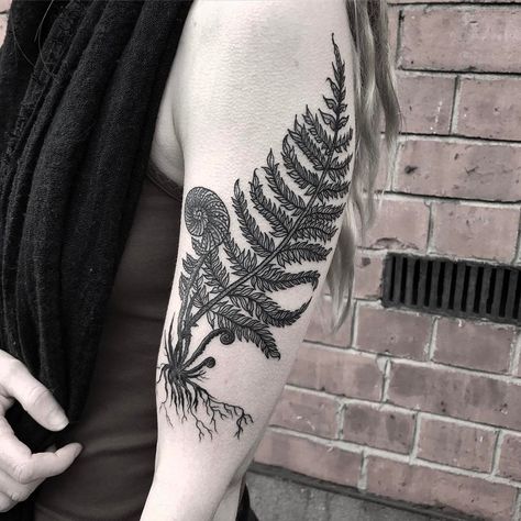 🌿 Fern Unfurling for Emily! Thank you 🌿 @art.tattoos Fern With Roots Tattoo, Thigh Fern Tattoo, Black And White Fern Tattoo, Fiddle Head Tattoo, Fiddle Fern Tattoo, Large Fern Tattoo, Fern And Wildflower Tattoo, Ostrich Fern Tattoo, Resurrection Fern Tattoo