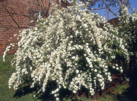 20 Fast-Growing Shrubs and Bushes for Privacy - Evergreen Shrubs for Backyard Fast Growing Shrubs, Shrubs For Privacy, Privacy Plants, Flowering Bushes, Lilac Bushes, Privacy Landscaping, Flower Landscape, Flowering Shrubs, Evergreen Shrubs