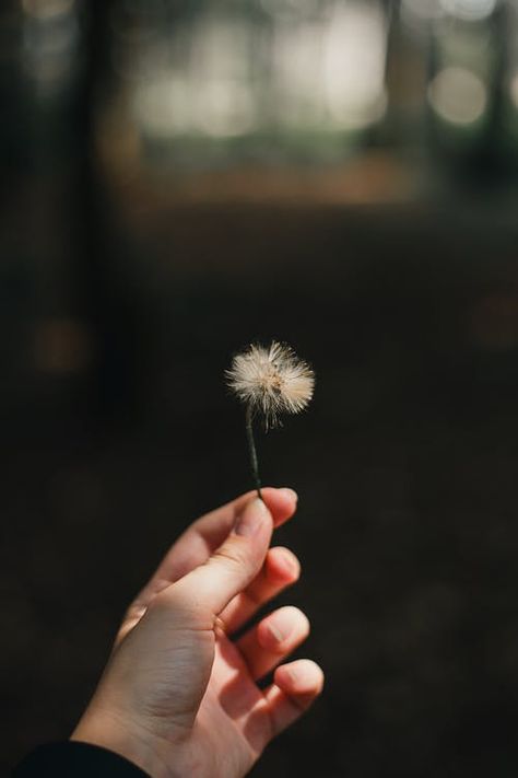 Holding Dandelion, Voodoo Love Spells, Gay Love, Love Spells, Call Whatsapp, Durham, Free Stock Photos, Dandelion, Stock Photos