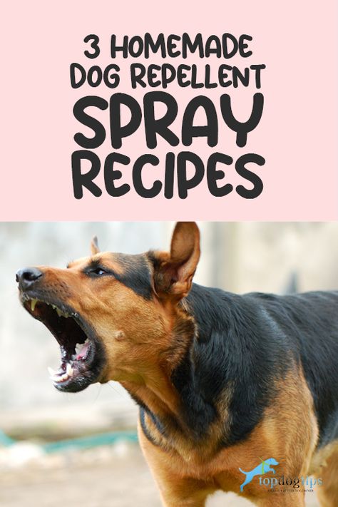 Dog Repellent Spray, Dog Repellent, Dog Spray, Dog Behavior Problems, Basic Dog Training, Dog Potty Training, Dog Potty, House Training Dogs, Dog Training Advice