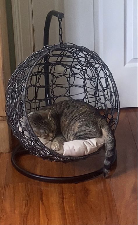 Cats Essentials, Hera Cabin, Cat Chair, Hanging Cat Bed, Diy Pet Bed, Sunroom Ideas, Basket Chair, Cat Seat, Cat Essentials