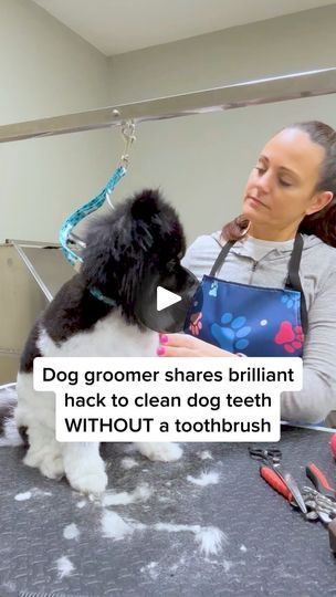 Dog Groomer Humor, Dog Meds, Brushing Dogs Teeth, Bad Dog Breath, Things For Dogs, Pill Pockets, Meds For Dogs, Dog Toothpaste, Dog Breath