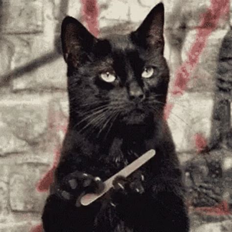 Cat Black Cat GIF - Cat BlackCat Waiting - Discover & Share GIFs Cat Filing Nails, Filing Nails, Salem Cat, Sassy Cat, A Black Cat, Cat Nails, Cat Grooming, Cat Gif, Cat Breeds