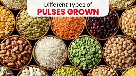 India has a long-standing tradition of pulse cultivation, with pulses being an essential part of Indian cuisine and an important source of protein for millions of people. Pulses, also known as legumes or dal, come in various shapes, sizes, and colors, each offering its unique nutritional benefits and culinary applications. In this blog, we will delve into the diffrent types of pulses grown in India, their characteristics, and their significance in Indian agriculture and cuisine. Indian Agriculture, Protein Sources, Agriculture, Different Types, Seeds, Nutrition, Benefits, India