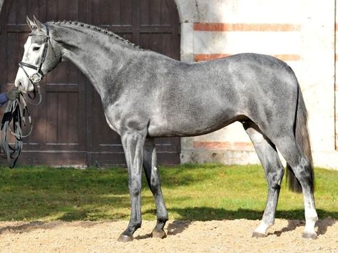 holsteiner grey stallion | Holsteiner - stallion Cornet de Lux Holsteiner Horse, Dapple Grey Horses, Warmblood Horses, Horse Boarding, Horse Videos, Grey Horse, Most Beautiful Animals, Horse World, All The Pretty Horses