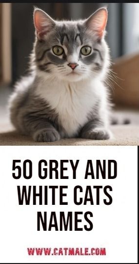 50 Grey and White Cats Names Cat Names For Grey Cats, Gray Kitten Names, Boy Cat Names Unique, Gray Cat Names, Grey Tortoiseshell Cat, Grey Kitten Names, Female Cat Names Unique, Grey And White Cats, Male Cat Names Unique