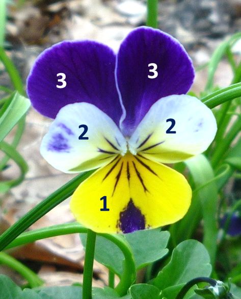 Felt Pansies, Buttercream Pansies, Pansies On Cake, Clay Pansy, Pansy Ceramic, Crafts Ideas For Kids, Craft For Home Decoration, Hanging Paper Craft, Wall Hanging Paper Craft