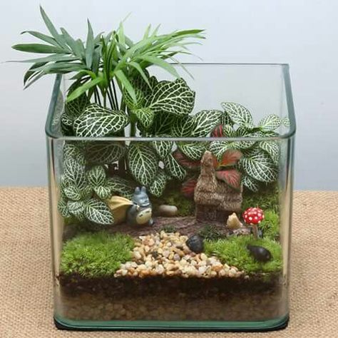 Tanaman Air, Diy Succulent Terrarium, Fish Tank Terrarium, Beautiful Terrariums, Mini Terrarium, Succulent Garden Diy, Terrarium Diy, Garden Terrarium, Terrarium Plants