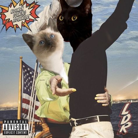 Cat Lana Del Rey, Lana Del Rey With Cat, Lana Del Rey Cats, Cats As Album Covers, Lana Del Rey Silly, Cat Album Covers, Kitten Covers, Lana Del Rey Albums, Album Aesthetic