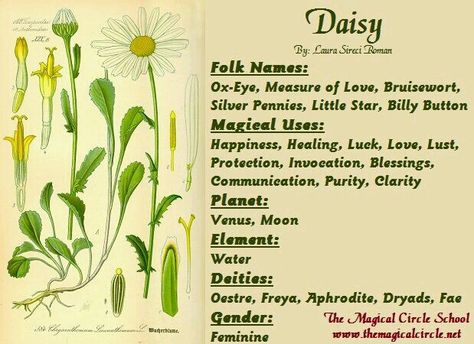 Daisy love. . . . Flowers Witchcraft, Herb Properties, Plant Magick, Magickal Herbs, Witch Herbs, Magia Das Ervas, Witch Garden, Magic Herbs, Magical Herbs