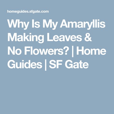 Why Is My Amaryllis Making Leaves & No Flowers? | Home Guides | SF Gate Amaryllis Flowers, Flowers Home, Leaf Flowers, A Sign, Gate, Plants, Flowers