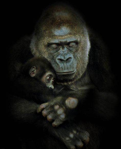 .gorilla Regard Animal, Gorilla Gorilla, Baby Gorillas, Wild Animals Photos, Great Ape, Gentle Giant, Primates, Animal Planet, Animal Photo