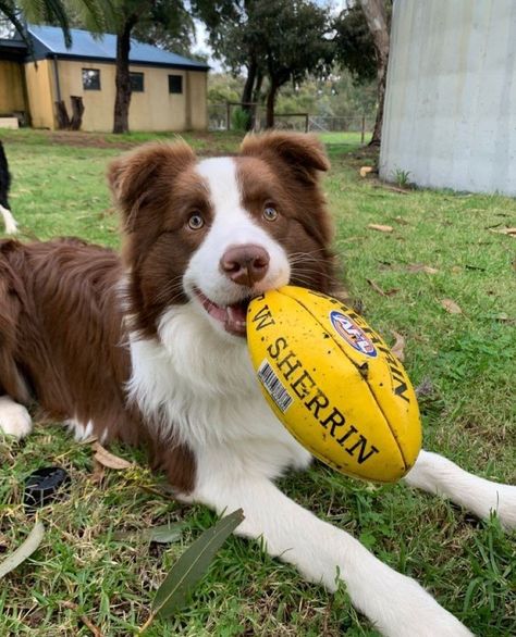 Border Collie, White