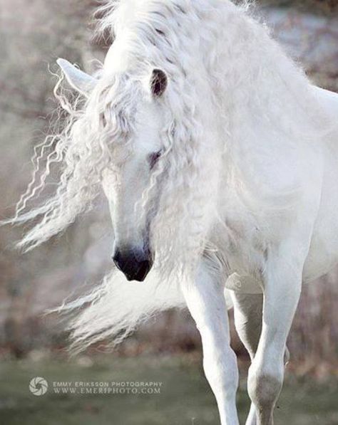 (95) Horses & Freedom - Photos White Horse Aesthetic, White Friesian, Horse Aesthetic, Friesian Horse, White Horse, Double Tap, Horse Lover, New Items, Tap