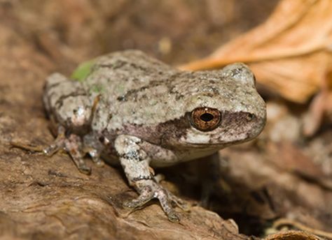 Gray tree frog Care Sheet | Reptile Centre Gray Tree Frog Terrarium, Grey Tree Frog, Tree Frog Terrarium, Gray Tree Frog, Frog Habitat, Frog Terrarium, Gray Tree, Bone Diseases, Orchid Bark