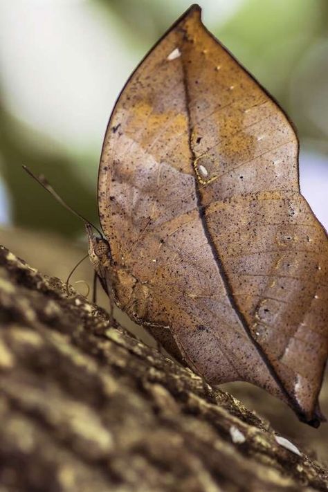 Butterfly Looks Like A Dry Leaf Outside But Is Beautiful Inside - I Can Has Cheezburger? Pretty Wings, Butterfly Scarf, Insect Photography, Butterfly Illustration, Butterfly Photos, Beautiful Bugs, Dry Leaf, Arachnids, Hyena