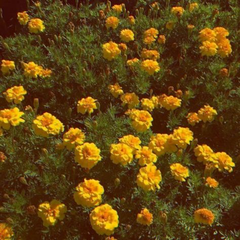 Salcore Aesthetic, Yellow Summer Flowers, Yellow Aesthetic Pictures, Yellow Green Aesthetic, Yellow Flowers Aesthetic, Yellow Core, Cabin 7, Yellow Poppies, Yellow Icon