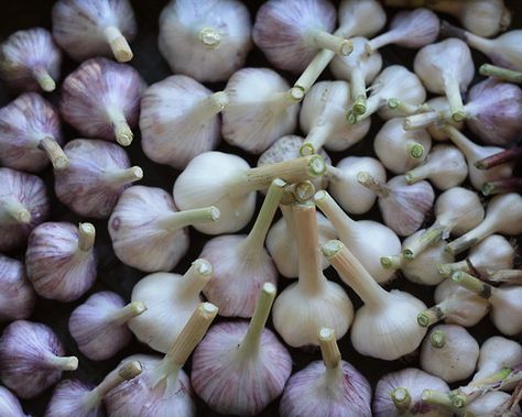 MUST TRY! Swarms of Mosquitoes on my patio led me to an old home remedy - Did you know that chopped up garlic makes mosquitoes disappear? I buy minced, dried garlic at local Fiesta grocery stores and sprinkle it around on my patio. I have to stand back as I am using it - mosquitoes will literally swarm out of your plants and bushes to get away from the smell. Works like a charm!! Going to try this next year. Dried Garlic, Living Pool, Patio Pergola, Old Home, Grocery Stores, Back To Nature, Outdoor Fun, Household Hacks, Garden And Yard