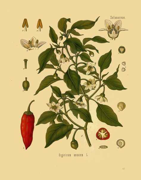 Antique botanical print chili peppers illustration digital | Etsy Old Prints, Art Prints Vintage, Plants Art, Capsicum Annuum, Antique Botanical Print, Botanical Illustration Vintage, Botanical Art Prints, Antique Kitchen, Etsy Art Prints