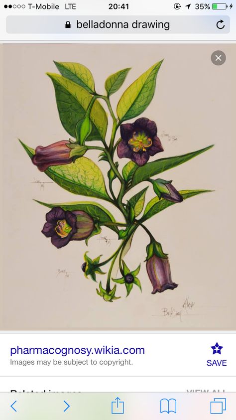 Nightshade Plant Drawing, Nightshade Illustration, Belladona Flower Tattoo, Sketches On Canvas, Deadly Nightshade Tattoo Flower, Belladonna Tattoo, Bella Donna Flower, Belladonna Flower Tattoo, Deadly Nightshade Flower Drawing