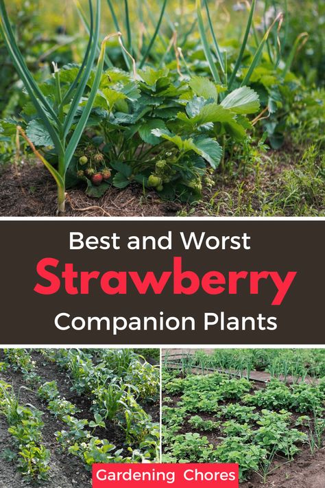 The Best and Worst Strawberry Companion Plants Diy Strawberry Plant Collars, Planting Strawberries In A Garden, Strawberry Ideas Garden, Strawberry Plant Companion, Transplanting Strawberry Plants, Strawberries Companion Planting, Strawberry Garden Ideas Raised Beds, Companion Plant For Strawberries, Asparagus And Strawberry Garden