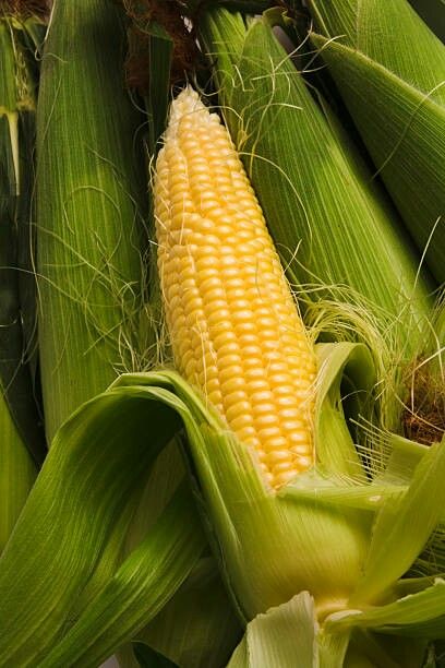 Harvest Corn, Big Eyes Artist, Iphone Wallpaper Classy, Fruit Wallpaper, Corn Soup, Corn On The Cob, Vegetable Garden Design, Fruit Garden, Fresh Corn