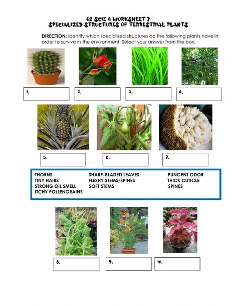 Q2 Scie 4 Worksheet 7 Specialized Structures of Terrestrial Plants Terrestrial Plants, School Subjects, Online Workouts, Printable Worksheets, Coding, Plants