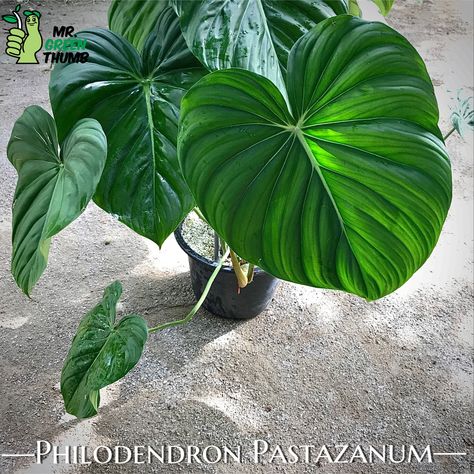 Philodendron Pastazanum, Philodendron Varieties, Amazing Plants, Plant Wishlist, Plant Ideas, Green Baby, Shade Plants, Plant Lady, Rare Plants