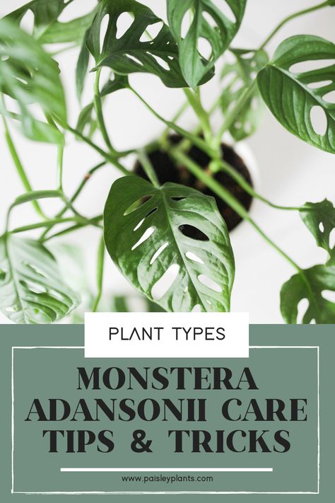 Monstera Adansonii Care, Mom Decor, Monstera Plant Care, Popular House Plants, Monstera Plants, Hamster Care, Plant Wishlist, Plant Mama, Monstera Adansonii