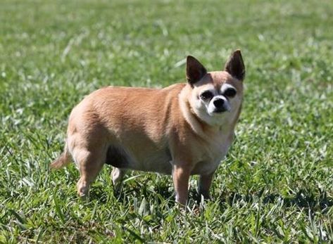 fat dog Fat Chihuahua, Dogs With Big Eyes, Fat Puppies, Chubby Animals, Fat Dog, Old Fat, Fat Dogs, Chihuahua Funny