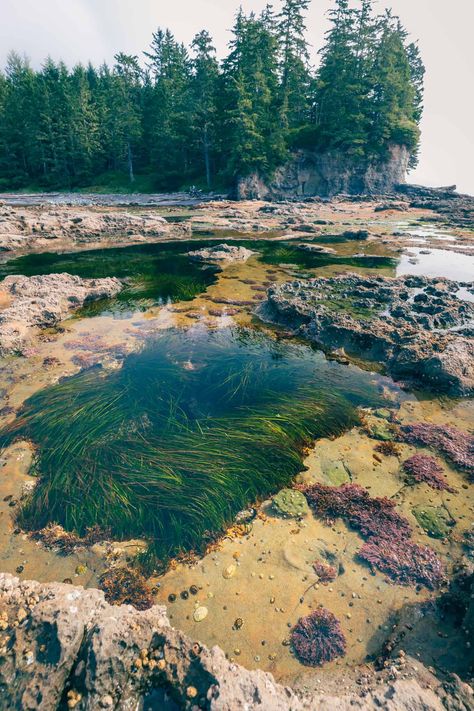 Magnificent Tidal Pools Botanical Beach - BestEver.Guide Botanical Beach Vancouver Island, Travel Vancouver, Underwater Kingdom, Pool Stuff, Botany Bay, Tidal Pool, Tide Pool, Alpine Meadow, Dangerous Animals