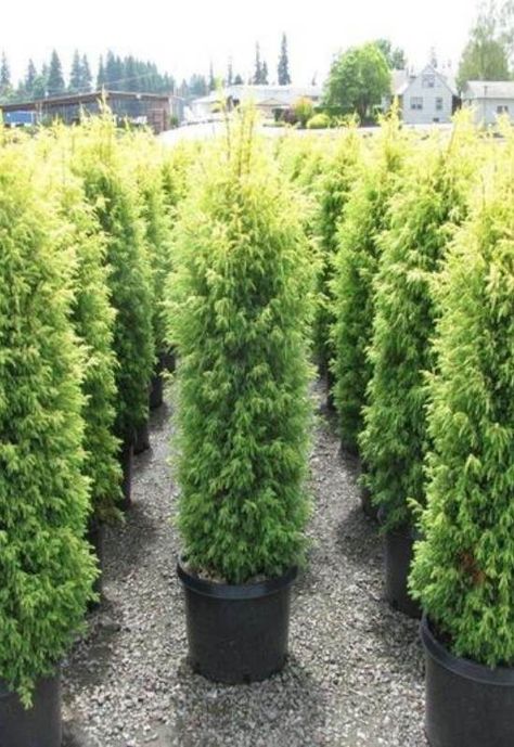 Miniature Conifers, Front Garden Designs, Shrubs For Privacy, Tall Shrubs, Privacy Plants, Privacy Landscaping, Plant Indoor, Backyard Plants, Front Garden Design