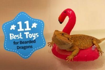 15 ‘Must Have’ Bearded Dragon Accessories - Bearded Dragon Guru Bearded Dragon Accessories Diy, Terrarium Ideas Bearded Dragon, Bearded Dragon Carrier, Bearded Dragon Leash, Breaded Dragon Tank Ideas Diy, Diy Bearded Dragon Leash, Bearded Dragon Accessories, Diy Bearded Dragon Decor, Breaded Dragon Tank Ideas