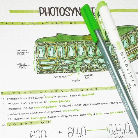 Photosynthesis Notes Aesthetic, Biology Photosynthesis Notes, Biology Notes Photosynthesis, Photosynthesis Aesthetic, Photosynthesis Notes, Notes Idea, Staedtler Triplus Fineliner, Notes Inspo, Whatsapp Profile