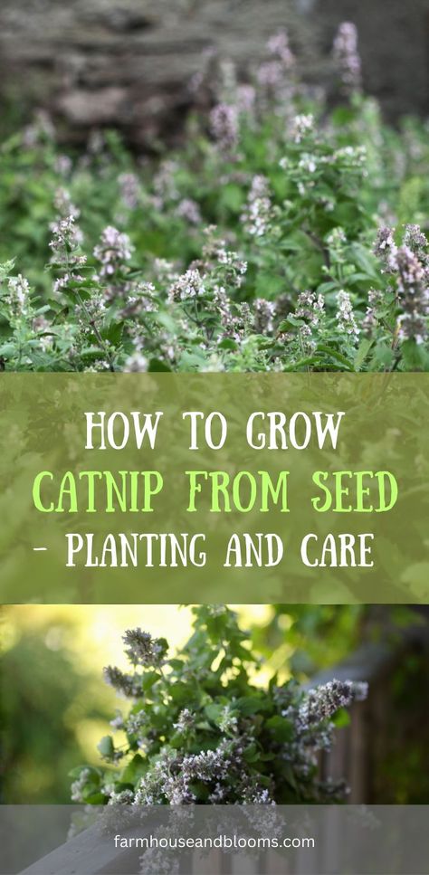 two pictures of catnip flowers How To Grow Catnip, Grow Catnip, Growing Catnip, Nepeta Cataria, Catnip Plant, Best Herbs To Grow, Witch Garden, Starting Seeds Indoors, Aromatic Plant