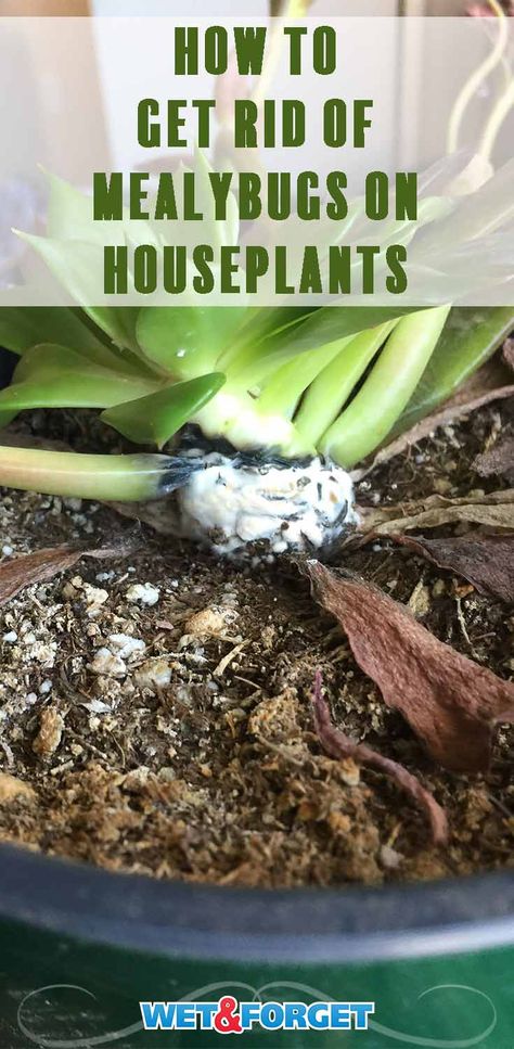 Ask Wet & Forget How to Get Rid of Mealybugs on Houseplants | Ask Wet & Forget Houseplant Pests, Fungus Gnats, Plant Bugs, Mealy Bugs, Plant Pests, Natural Pest Control, Garden Pest Control, Spider Mites, Better Homes And Garden