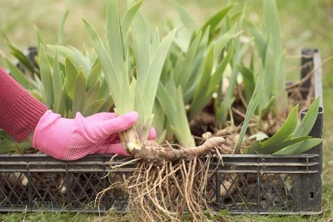 How to Store Iris Bulbs So You Can Replant Them Again and Again How To Store Iris Rhizomes, Replanting Iris Bulbs, Iris Care, Walking Iris, Iris Flowers Garden, Michigan Garden, Iris Bulbs, Growing Irises, Root Plants